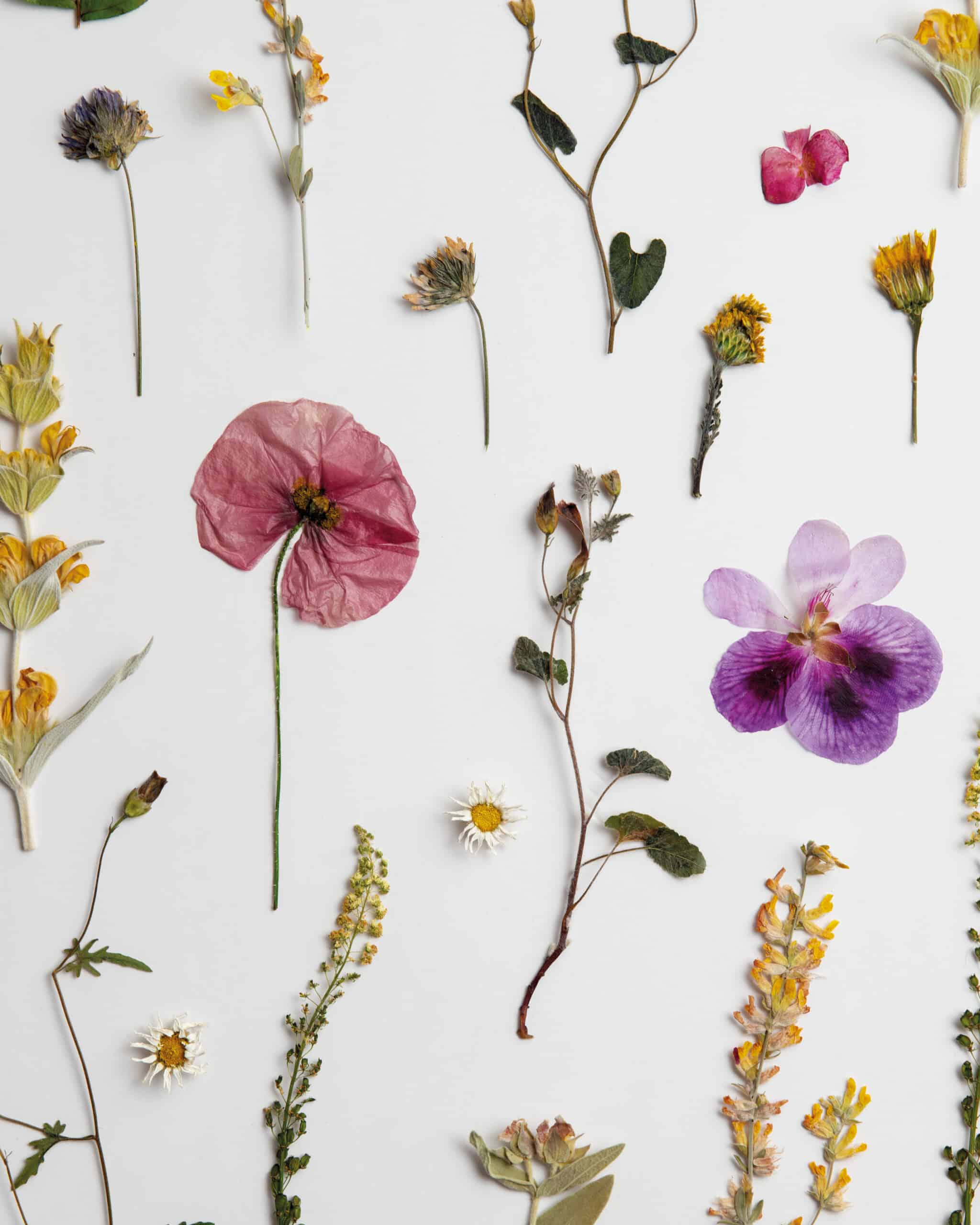 Expo herbier media WEB