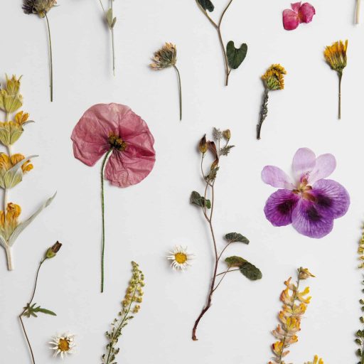 Expo herbier media WEB